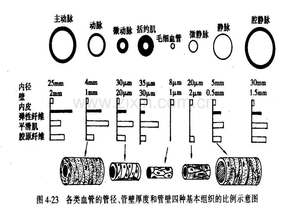 第四章：血液循环(血管生理).ppt_第3页