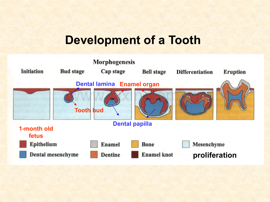 口腔微生物学.ppt_第3页