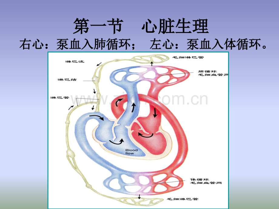 《生理学》第四章血液循环.ppt_第3页