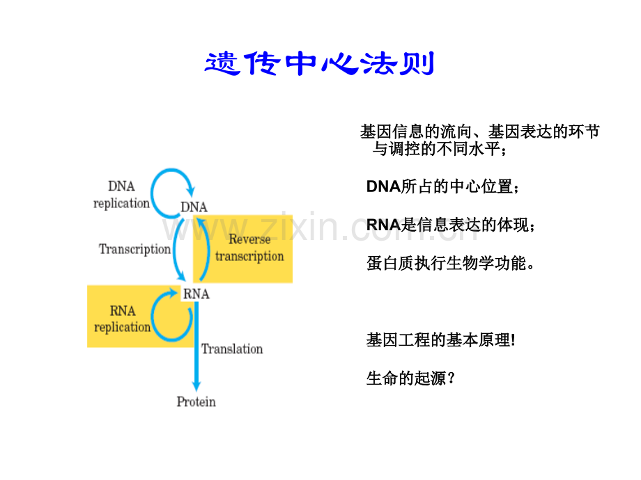 分子生物学技术-课件.ppt_第3页