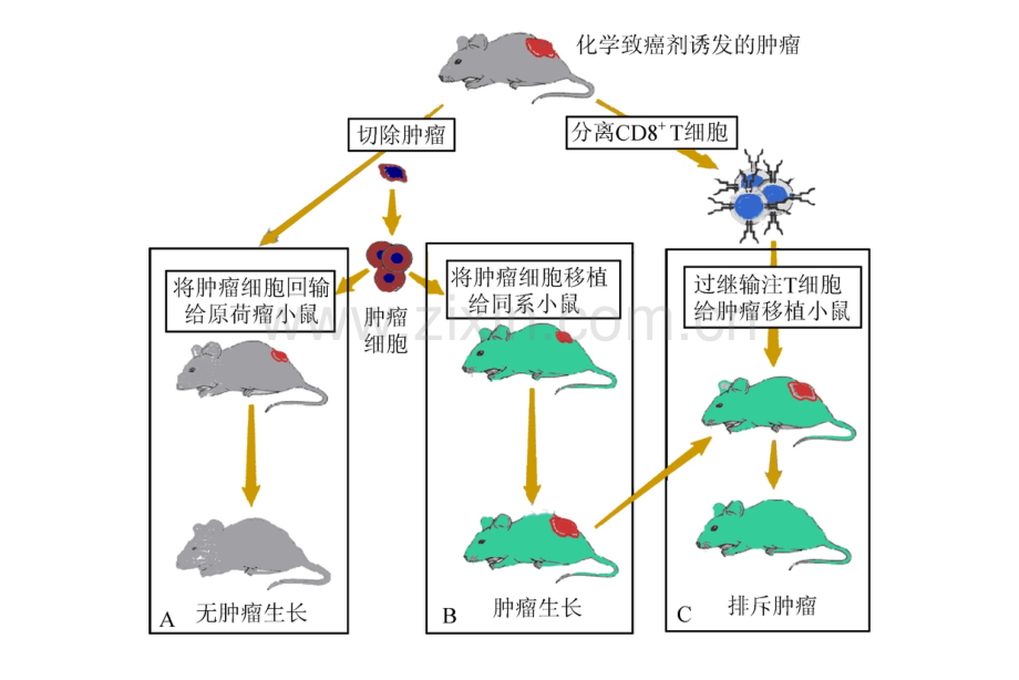 分子免疫学-肿瘤免疫与免疫治疗.ppt_第2页