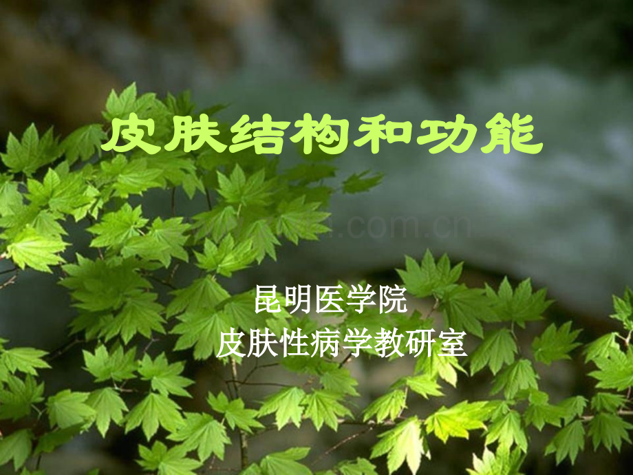 皮肤的结构与功能.ppt_第1页