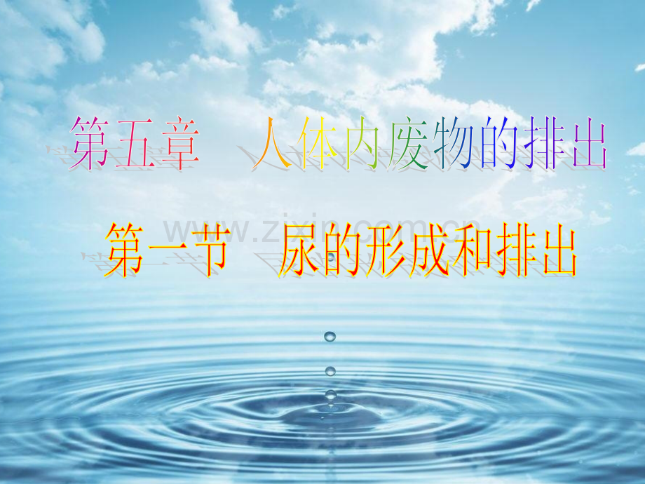 初中生物七年级下册《尿的形成和排出》.ppt_第1页