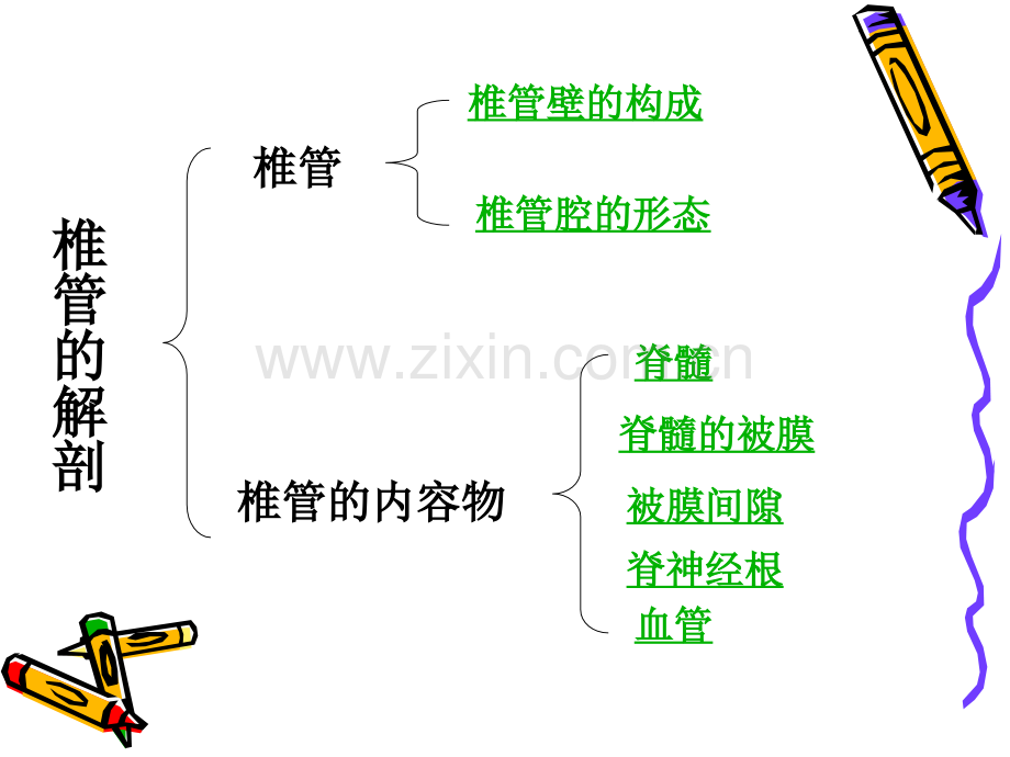 椎管的解剖及其影像学循征.ppt_第2页