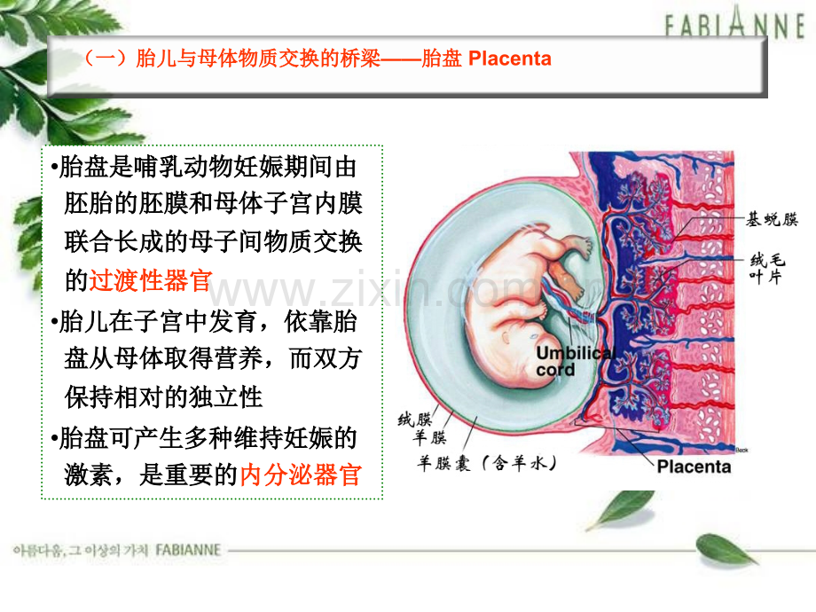 胎儿血液循环.ppt_第3页