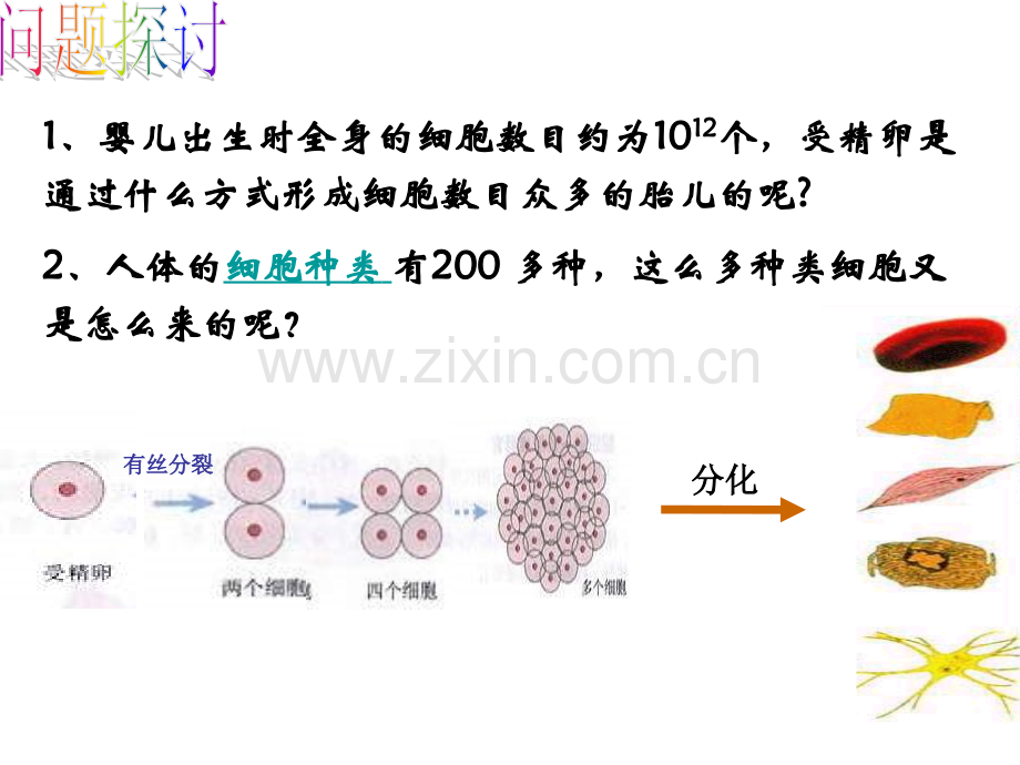 第二三节细胞的分化、癌变和衰老、凋亡.ppt_第2页