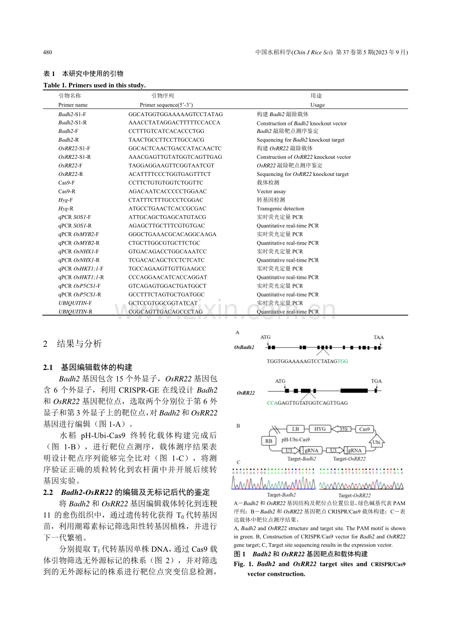 基于CRISPR_Cas9技术创制耐盐香稻.pdf_第3页