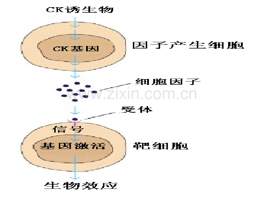 (人卫5版医学免疫学)第六章-细胞因子.ppt_第3页