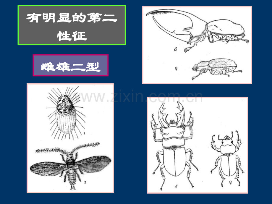 昆虫生物学-1.ppt_第3页