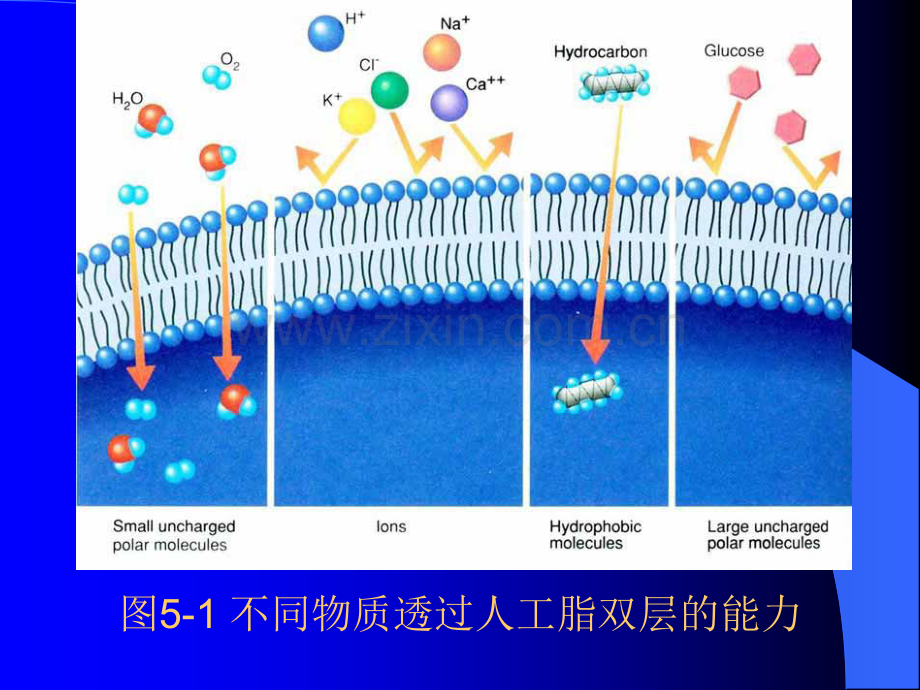 W05物质的跨膜运输与信号传递.ppt_第3页