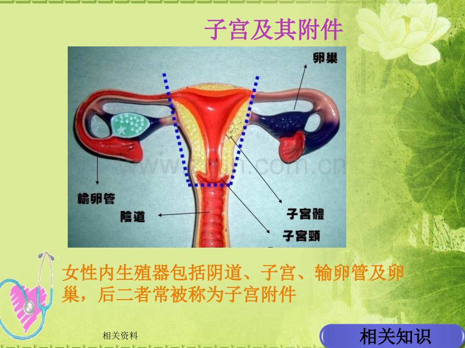 经腹全子宫切除术的手术配合鲁小培.ppt_第3页