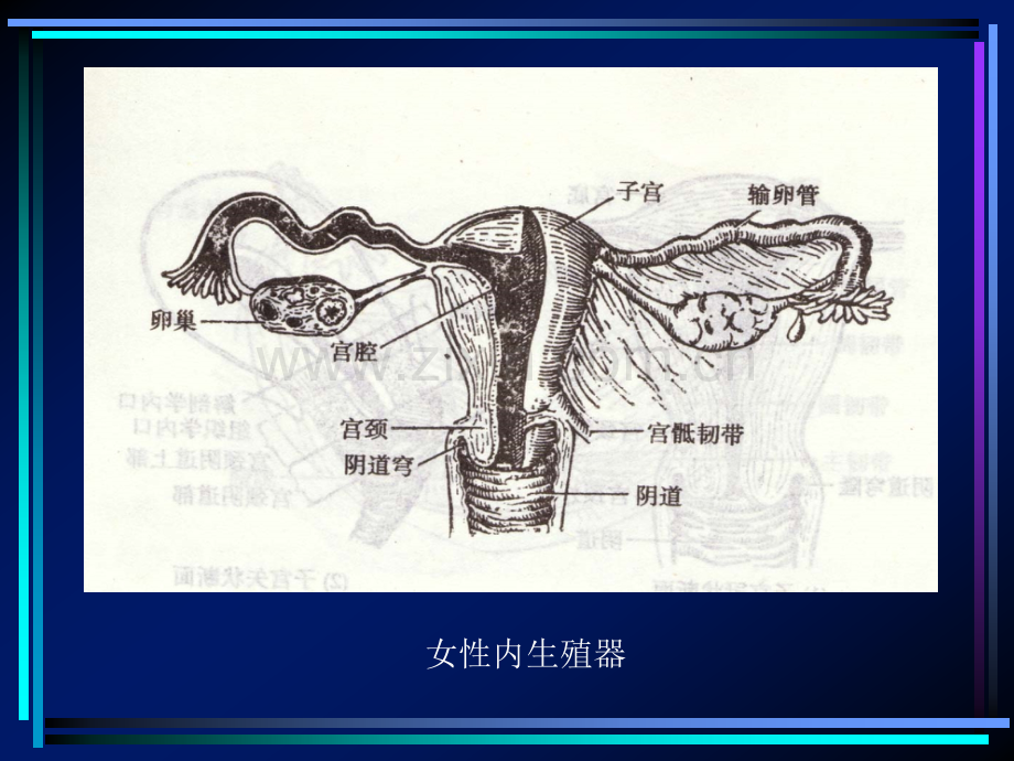 女性生殖系统生理1.ppt_第2页