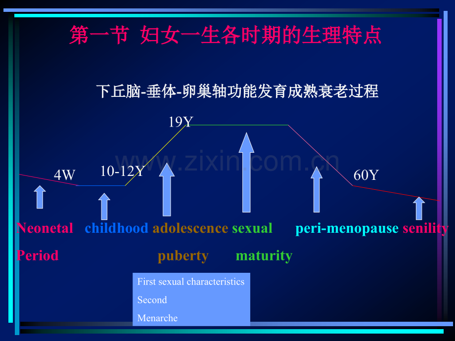 女性生殖系统生理1.ppt_第3页