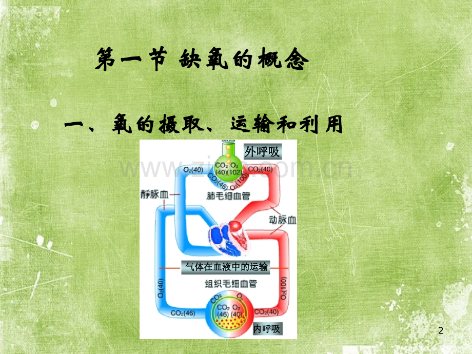 动物病理学缺氧-PPT.ppt_第2页