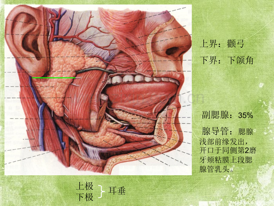 腮腺病变影像ppt.ppt_第2页