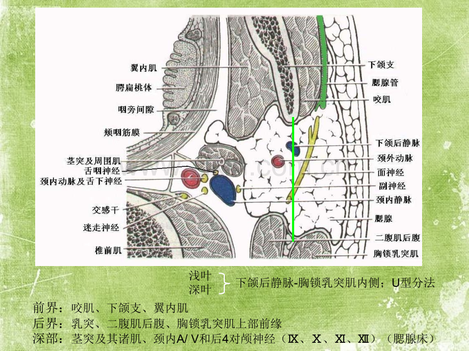 腮腺病变影像ppt.ppt_第3页