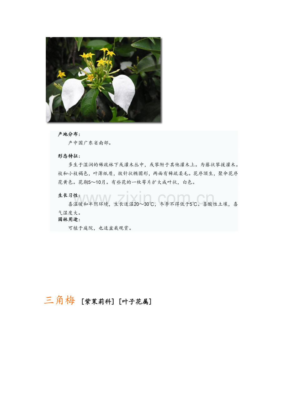 园林景观之观花灌木.doc_第2页