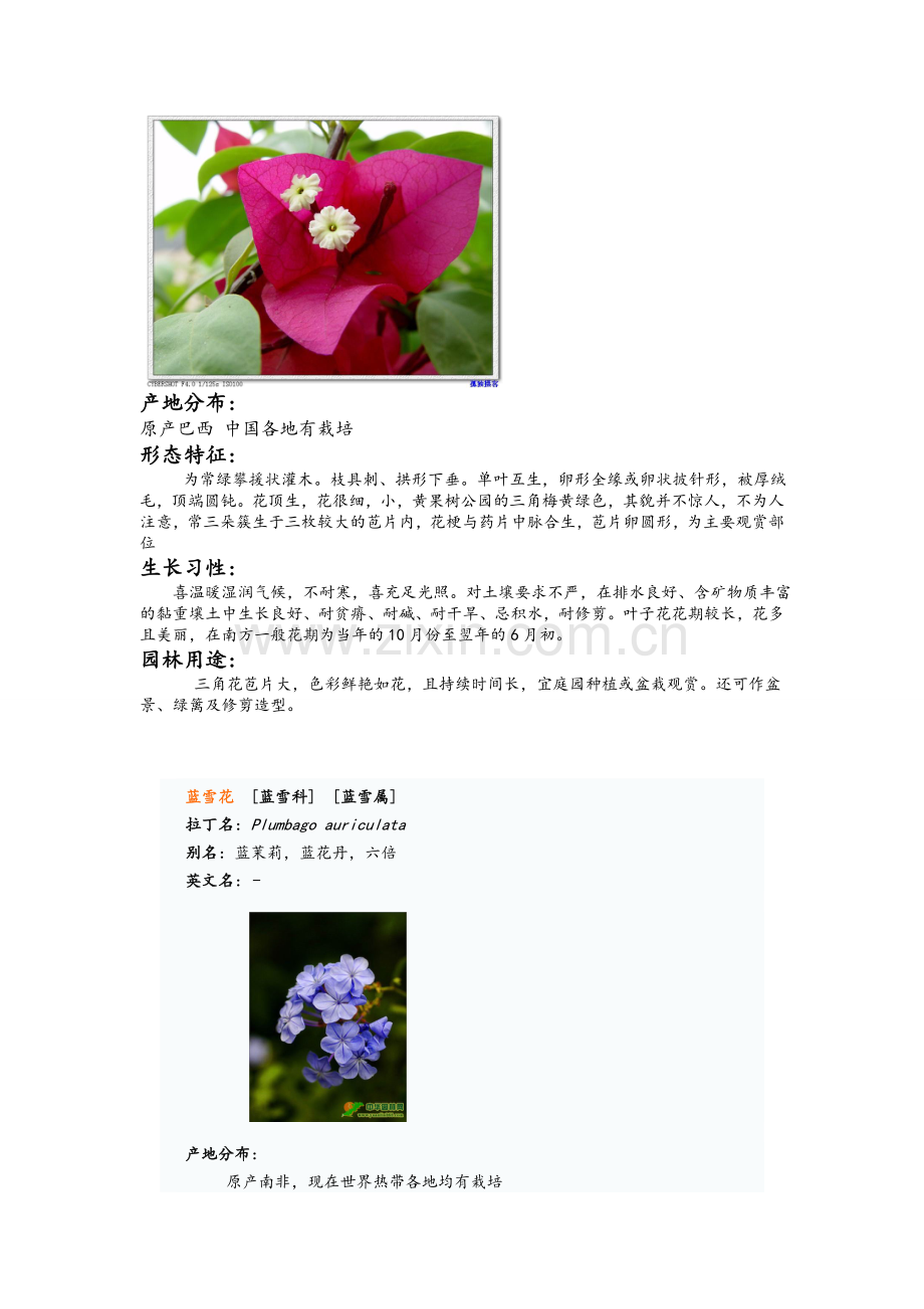 园林景观之观花灌木.doc_第3页