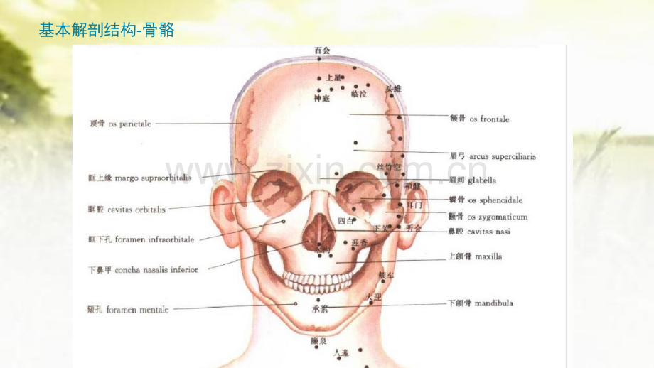 头颈部穴位解剖-PPT.pptx_第3页