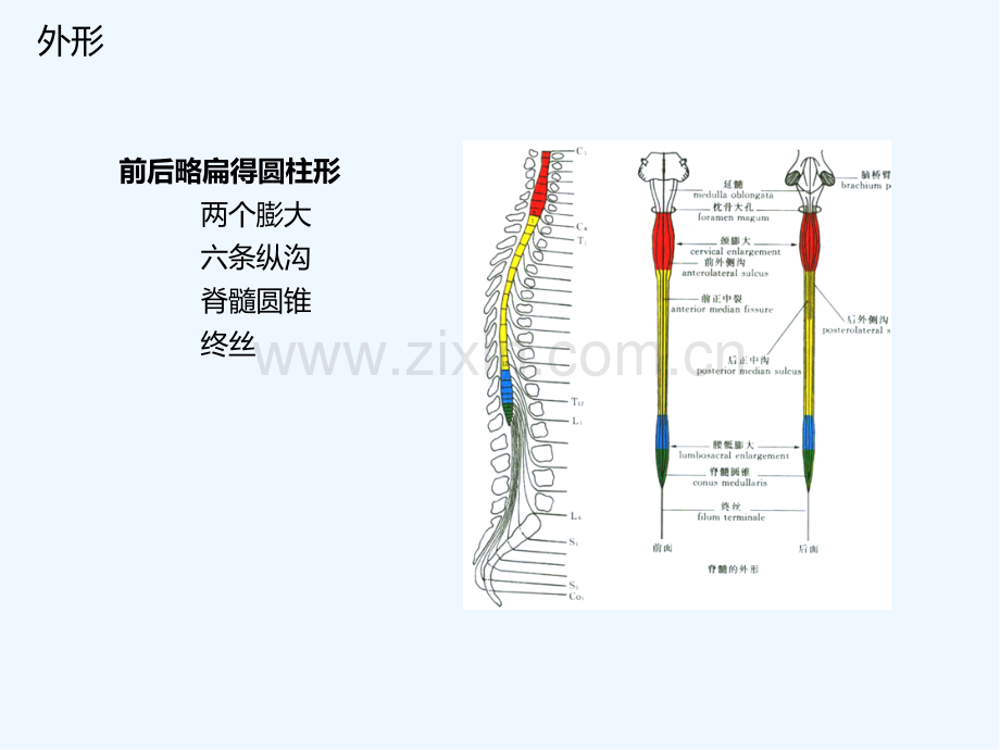 脊髓的解剖功能与损伤表现ppt.pptx_第2页