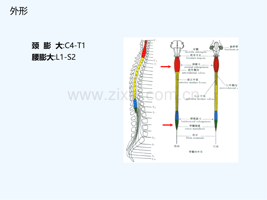 脊髓的解剖功能与损伤表现ppt.pptx_第3页