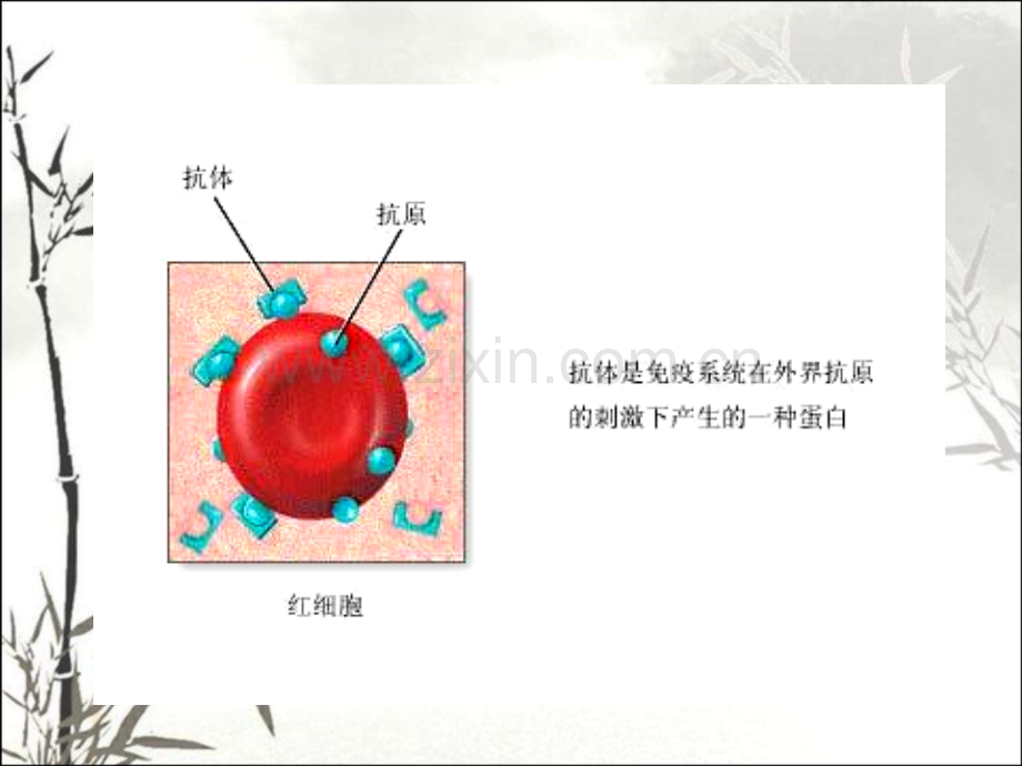 免疫学检测技术ppt.ppt_第2页