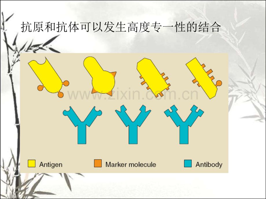 免疫学检测技术ppt.ppt_第3页