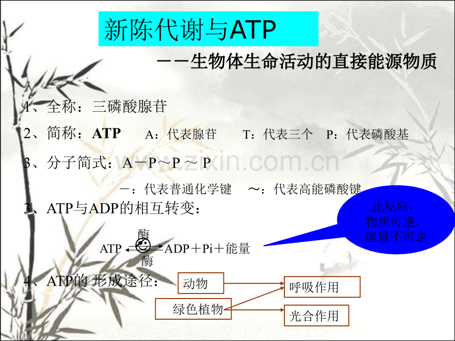 生物的新陈代谢ppt课件.ppt_第3页