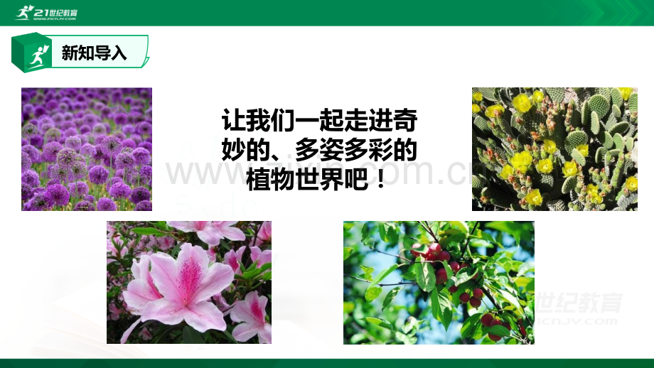 1-PPT.1植物角里的科学问题(课件).ppt_第2页