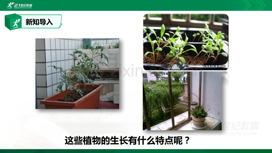 1-PPT.1植物角里的科学问题(课件).ppt_第3页