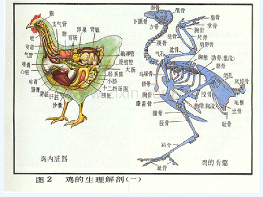 禽的解剖生理ppt.pptx_第2页