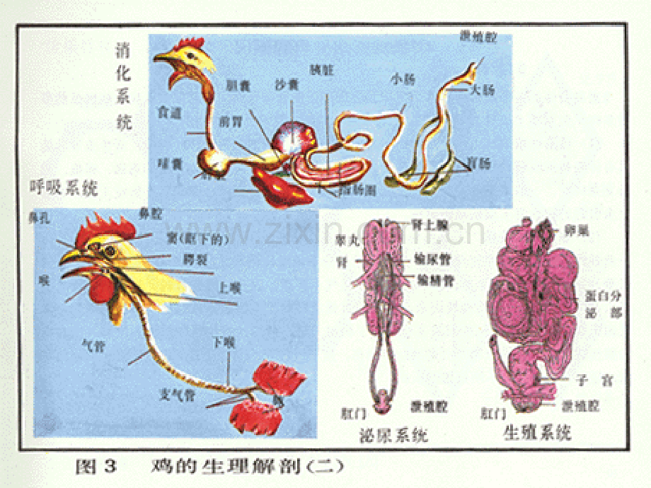 禽的解剖生理ppt.pptx_第3页