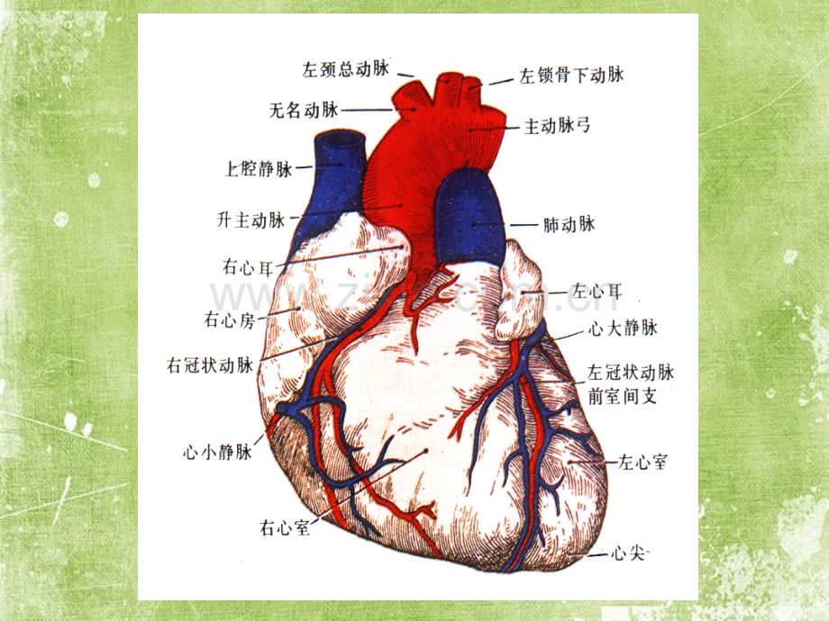 心脏解剖及正常超声心动图ppt.ppt_第3页