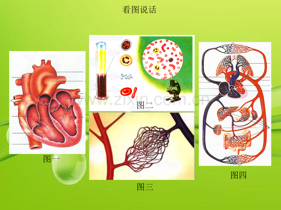 人体内物质的运输(总复习)-PPT.ppt_第2页