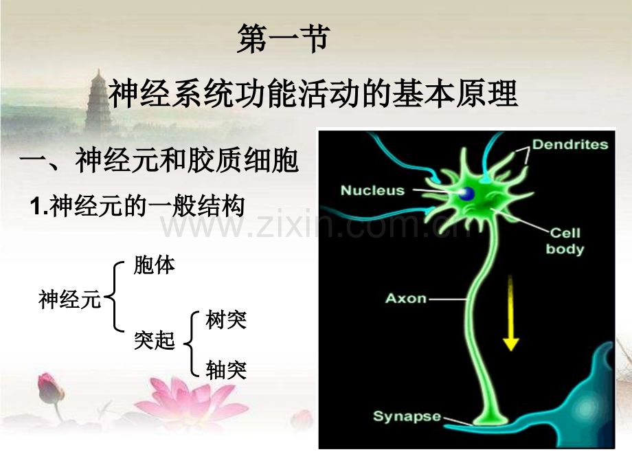 神经系统课件-PPT.ppt_第2页