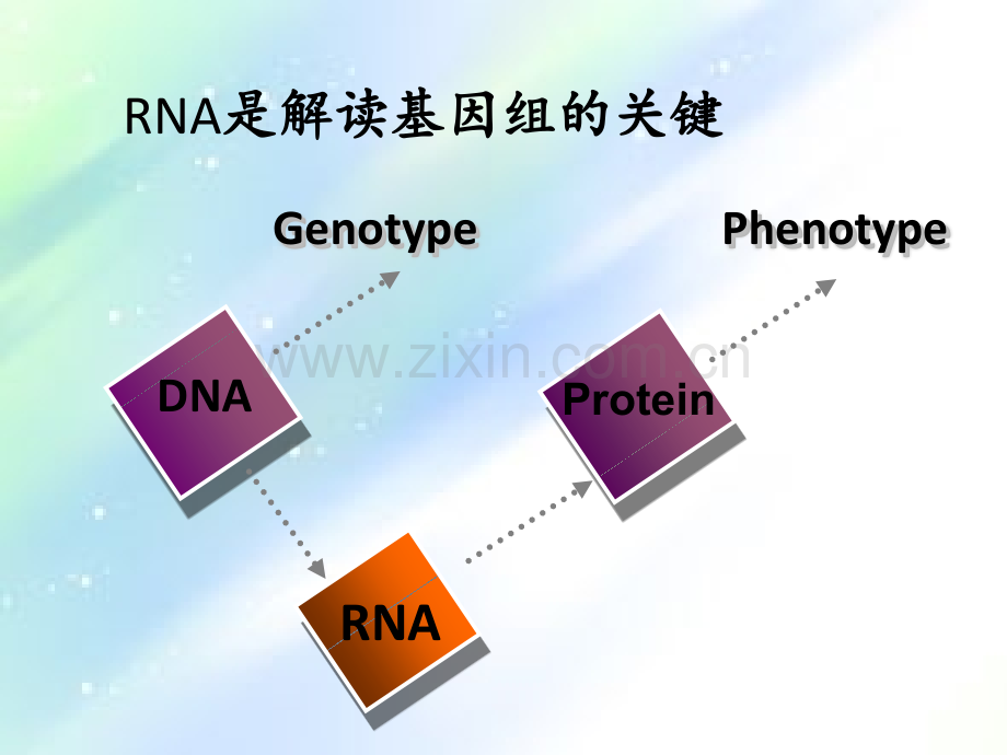 系统生物学-第三讲-转录组学-PPT.ppt_第3页