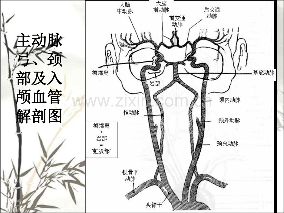 脑血管解剖及造影术ppt课件.ppt_第2页