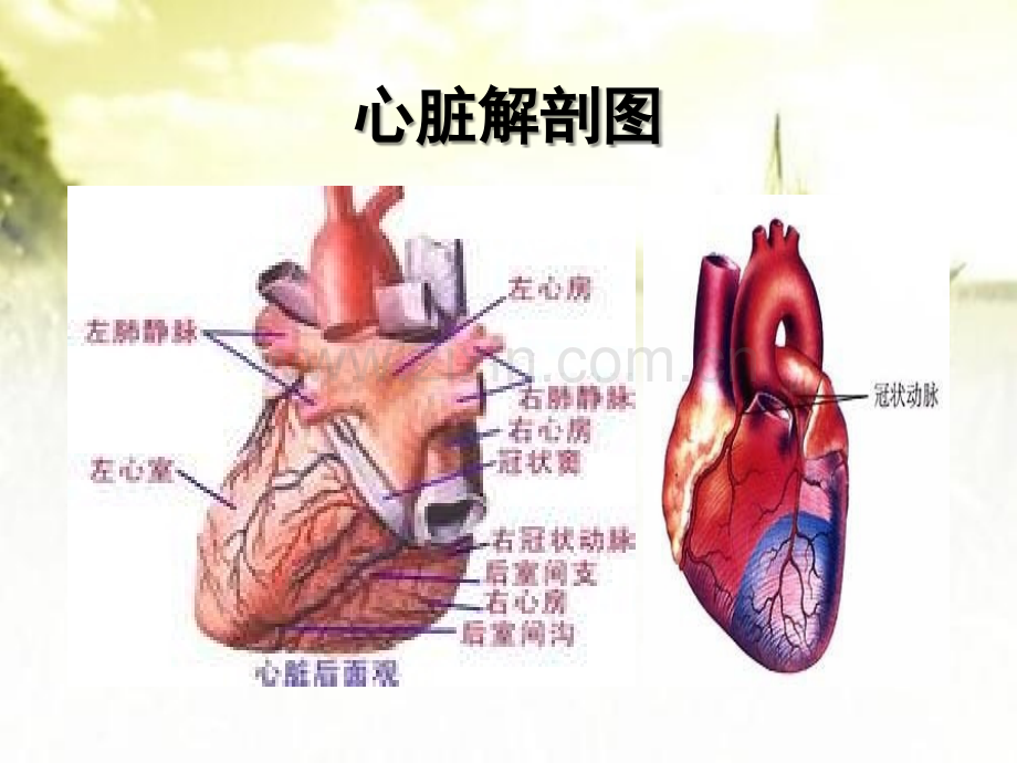 冠心病的护理ppt.ppt_第3页