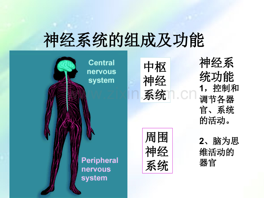 神经内科解剖知识ppt.ppt_第2页