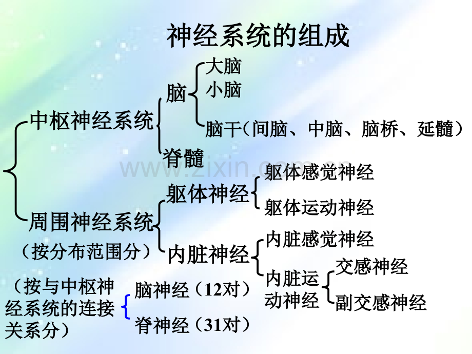 神经内科解剖知识ppt.ppt_第3页