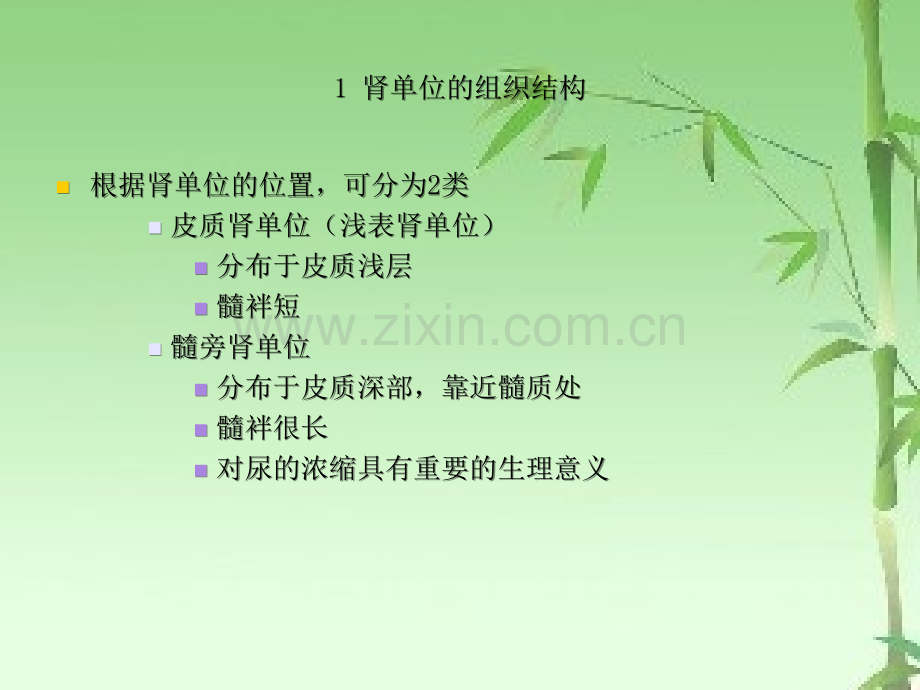 肾的组织结构ppt.ppt_第3页