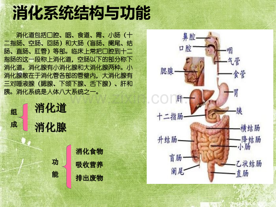 消化系统用药-PPT.ppt_第3页