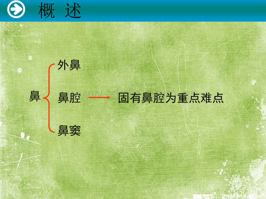 鼻、鼻窦的解剖及生理慢性鼻炎-PPT.ppt_第3页