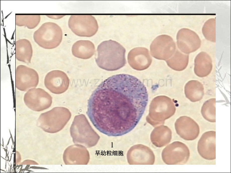 血液学细胞形态学复习(附图片)-PPT.ppt_第2页