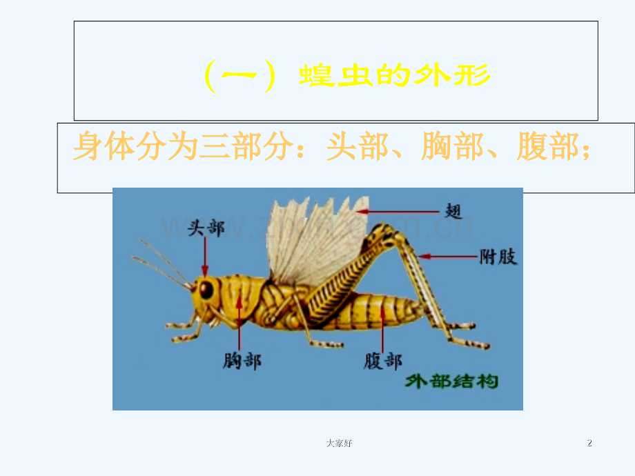 实验：蝗虫的解剖-PPT.ppt_第2页