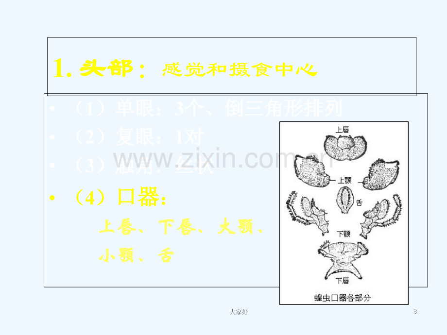 实验：蝗虫的解剖-PPT.ppt_第3页