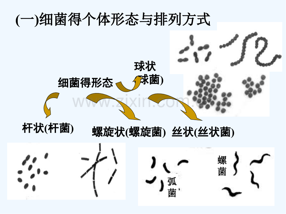 第一节原核微生物细菌-PPT.pptx_第3页