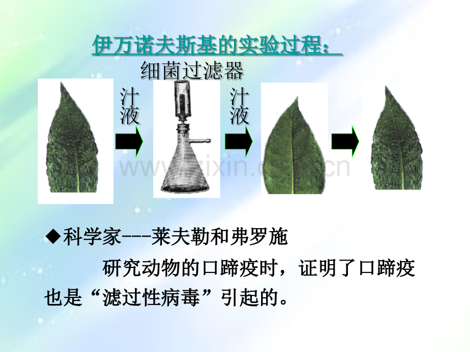 人教版初中生物八年级上册病毒-PPT.ppt_第3页