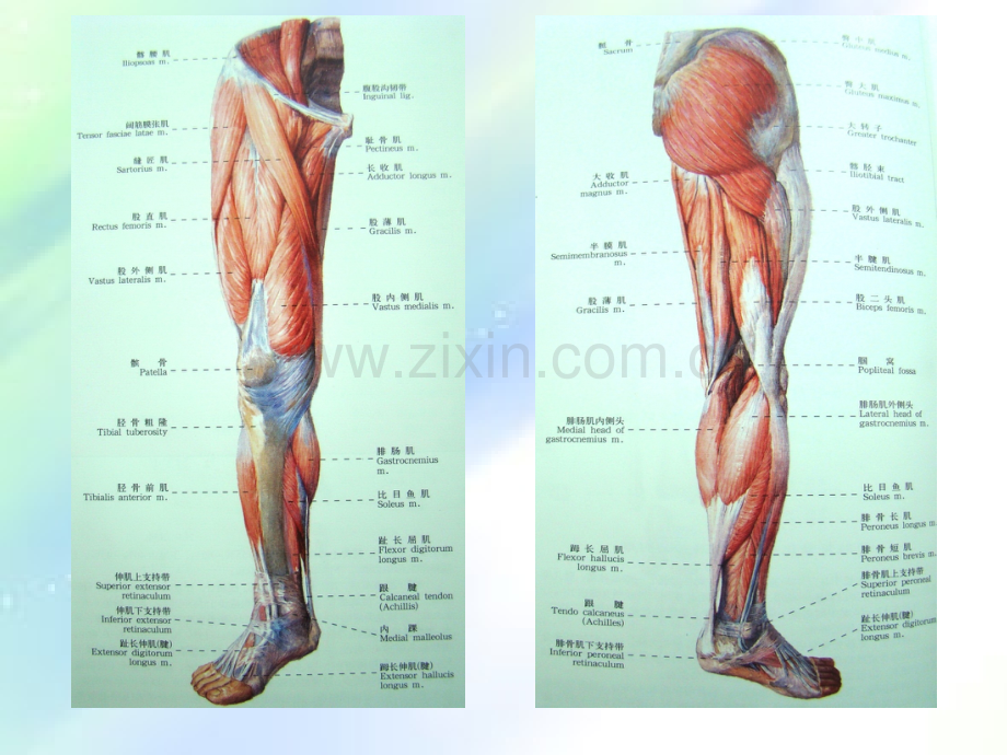 下肢肌解剖-PPT.ppt_第2页
