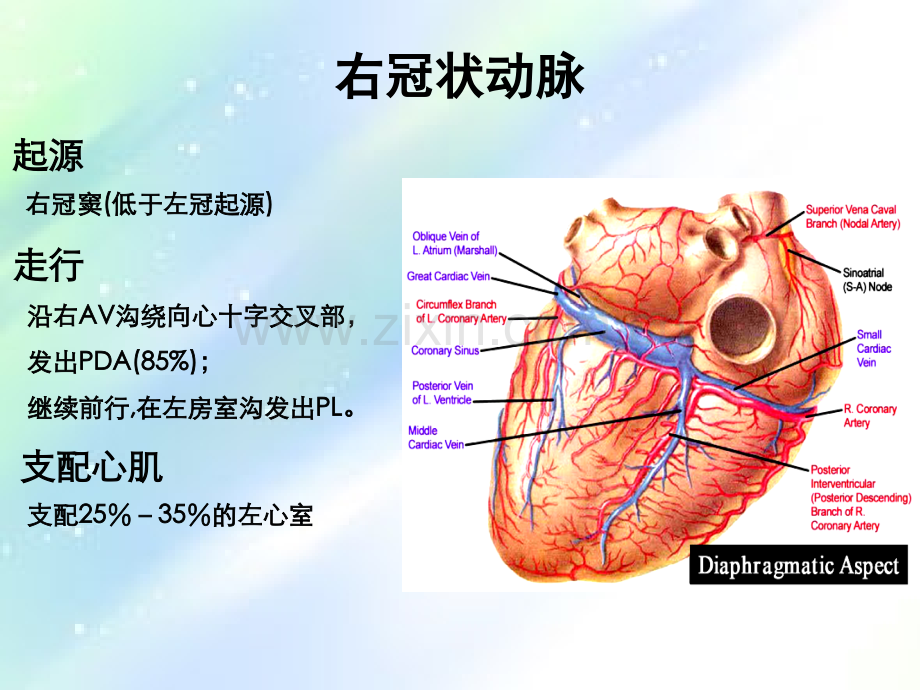 冠脉解剖简析及冠脉造影体位解读-PPT.ppt_第3页